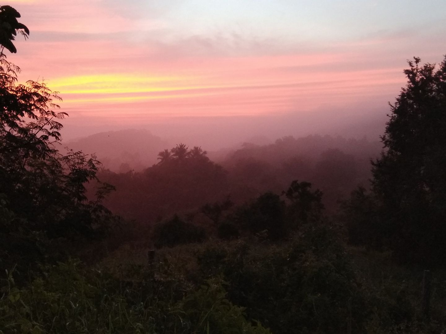 Evening View Image of Coop Forest